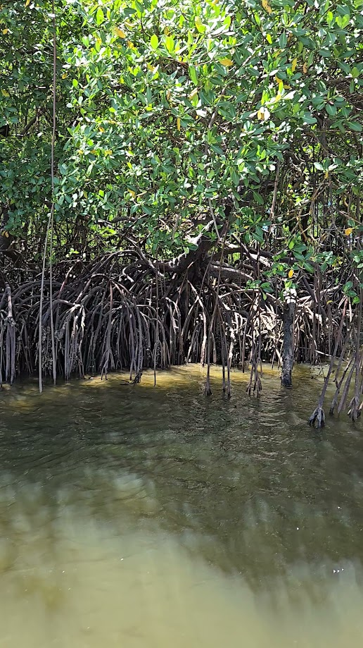 Mangue e rio