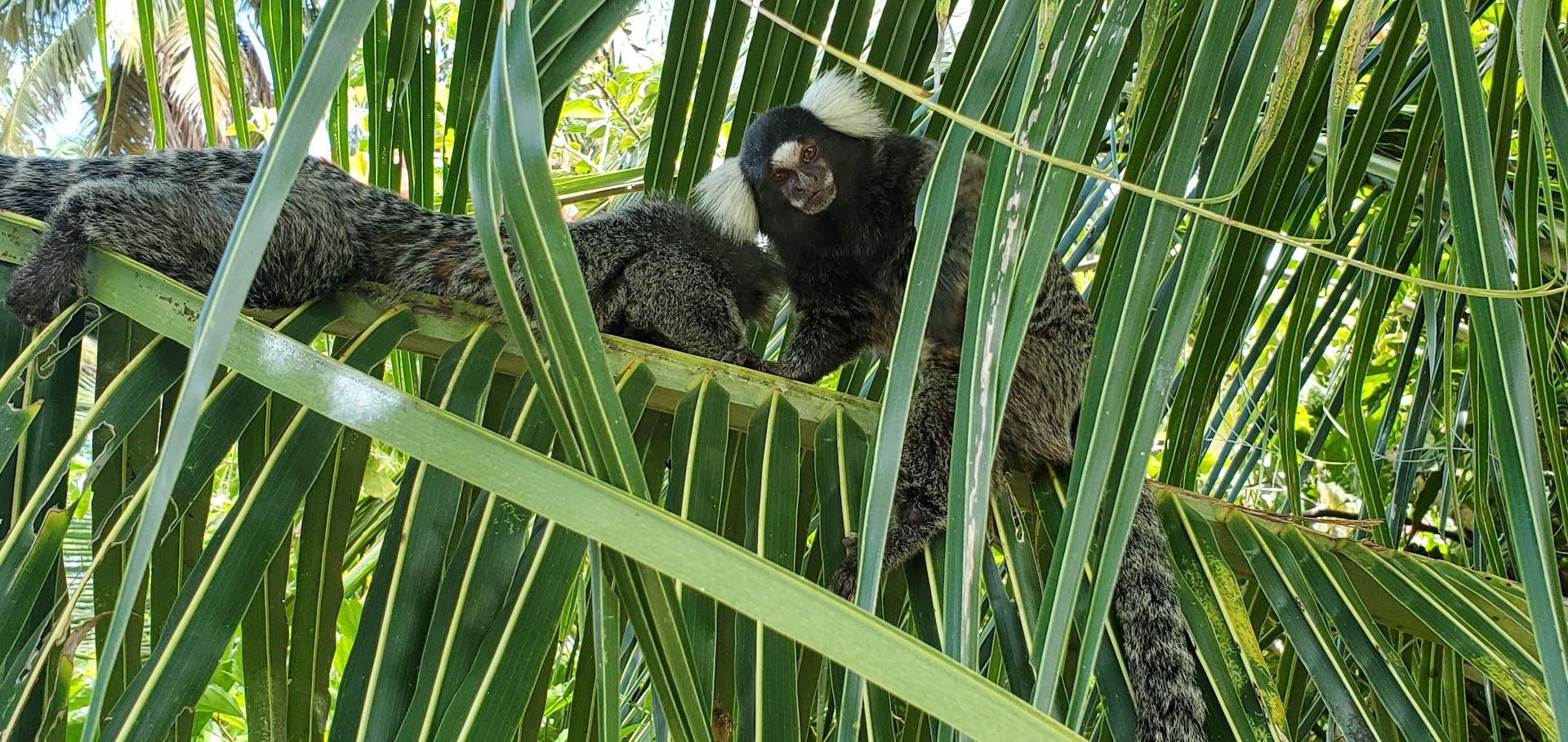 Mata e fauna